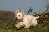 WESTIE 437
